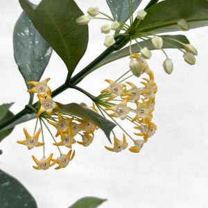 Hoya occultata - potaknjenec
