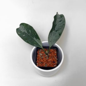 Hoya occultata (silver) - ukoreninjena