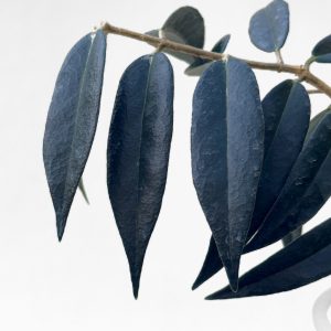 Hoya paradisea - potaknjenec