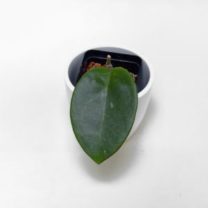Hoya 'Penny's Treat' - ukoreninjena