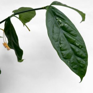 Hoya praetorii - potaknjenec