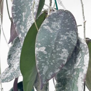Hoya sangguensis (Borneo) - potaknjenec