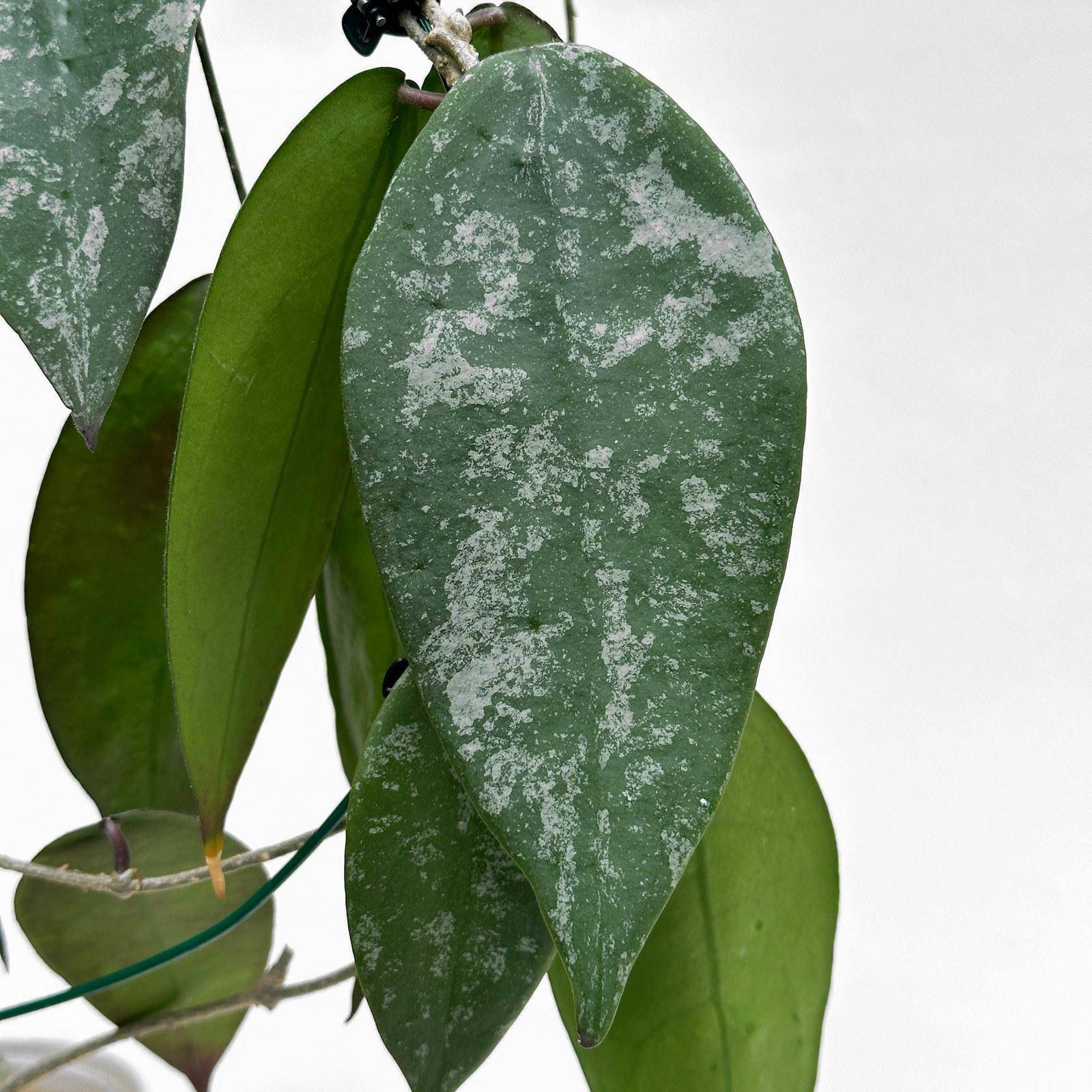hoya sangguensis borneo 3 Hoya sangguensis (Borneo) - potaknjenec - slika 3
