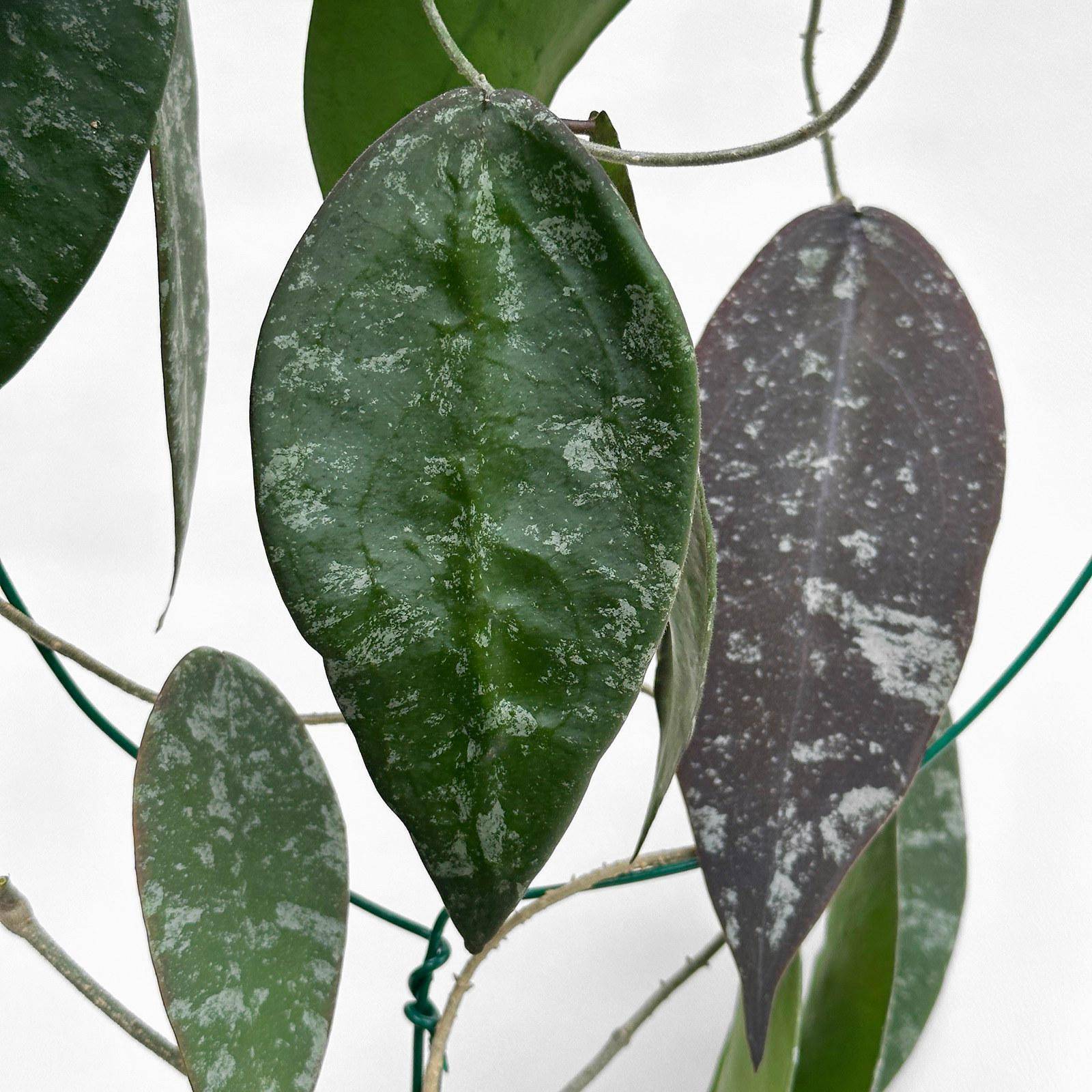 hoya sangguensis borneo 4 Hoya sangguensis (Borneo) - potaknjenec - slika 4