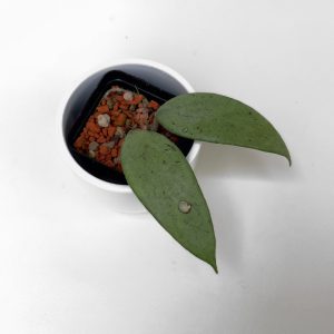 Hoya 'Snow Cui' (silver) - ukoreninjena A