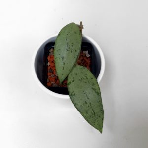 Hoya 'Snow Cui' (silver) - ukoreninjena B