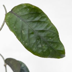 Hoya sp. Aceh 'Shogun' - potaknjenec