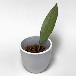 Hoya sp. Germany (silver) - ukoreninjena