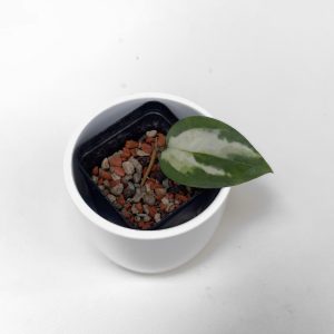 Hoya sp. Panglai, West Java (variegated) - ukoreninjena