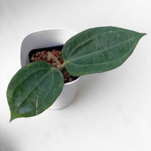 Hoya sp. Sulawesi GPS 8867 - ukoreninjena - rastlina A