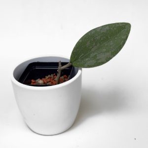 Hoya wibergiae - ukoreninjena