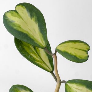 Hoya kerrii variegated Hoya kerrii (variegated) - potaknjenec