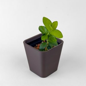 Hoya cumingiana (variegated) - rooted