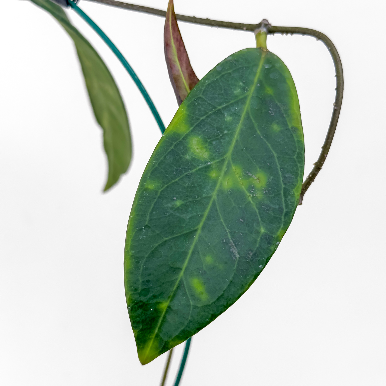 hoya fauziana ssp angulata Hoya fauziana subsp. angulata - potaknjenec