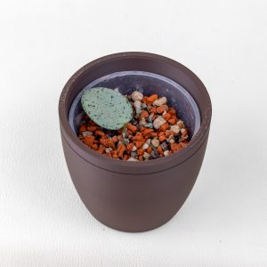 Hoya 'Grey Fairy' - ukoreninjena - rastlina A