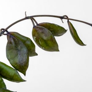 Hoya lacunosa 'Black Coin' - potaknjenec