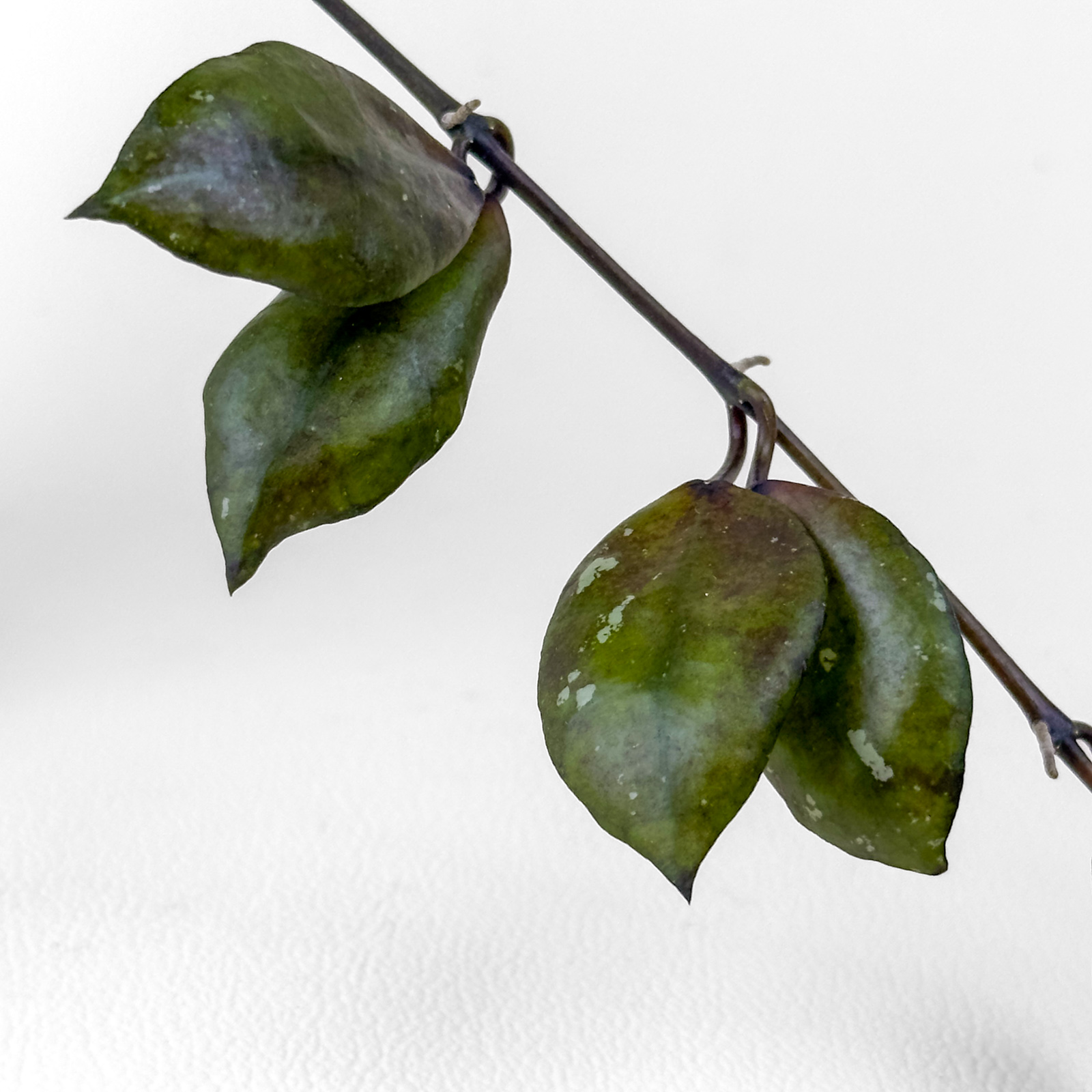 hoya lacunosa black coin 2 Hoya lacunosa 'Black Coin' - potaknjenec - slika 2