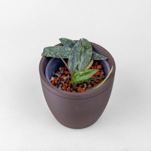 Hoya lacunosa (Laos) - rooted