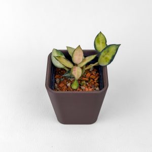 Hoya lacunosa 'Midori' - ukoreninjena