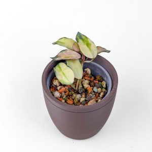 Hoya lacunosa 'Minara' - rooted