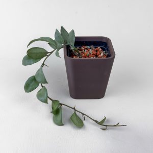 Hoya lacunosa 'Silver Moonlight' - rooted