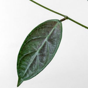 hoya lai chau silver Hoya sp. Lai Chau (Silver) - potaknjenec