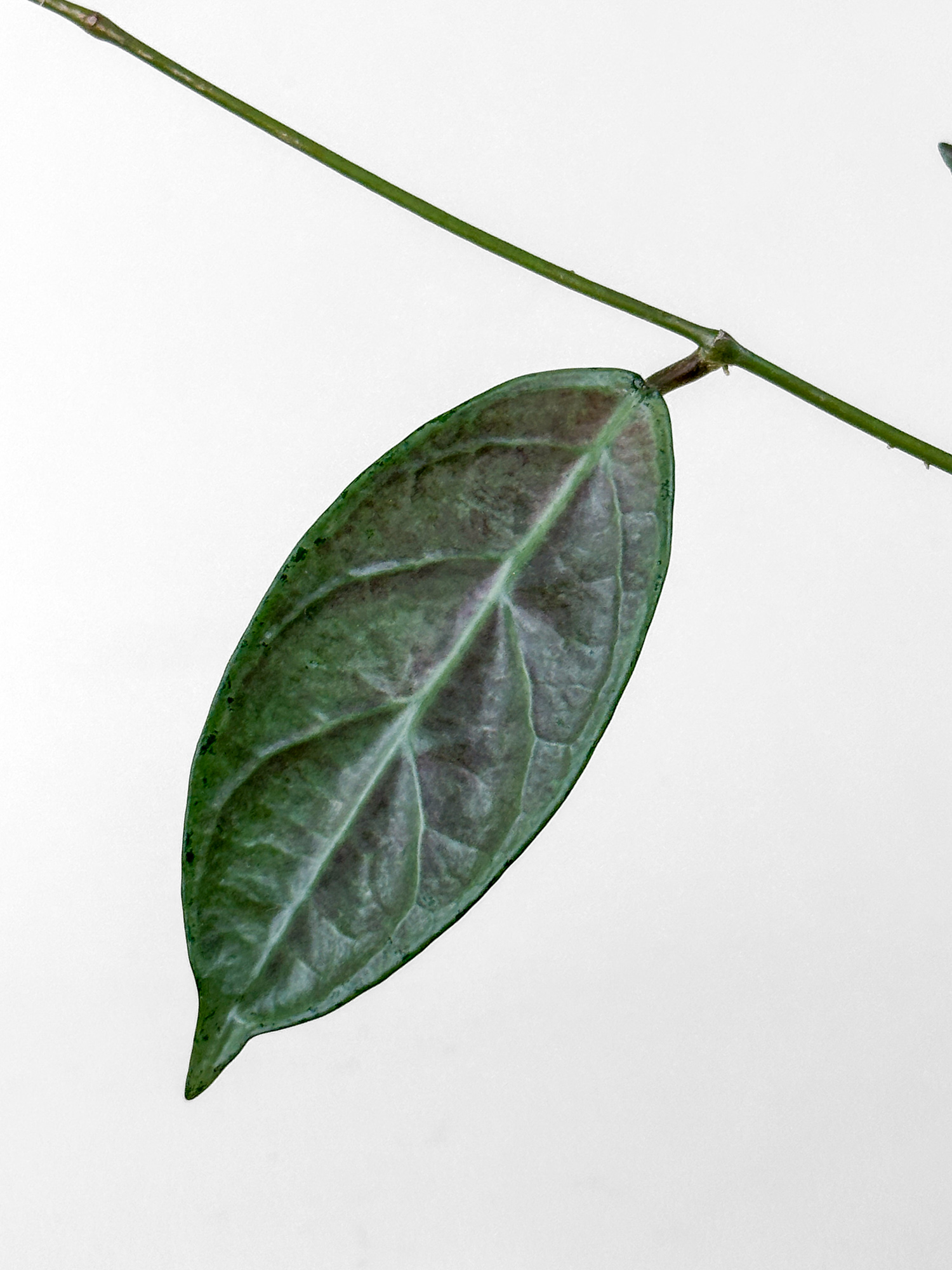 hoya lai chau silver Hoya sp. Lai Chau (Silver) - potaknjenec