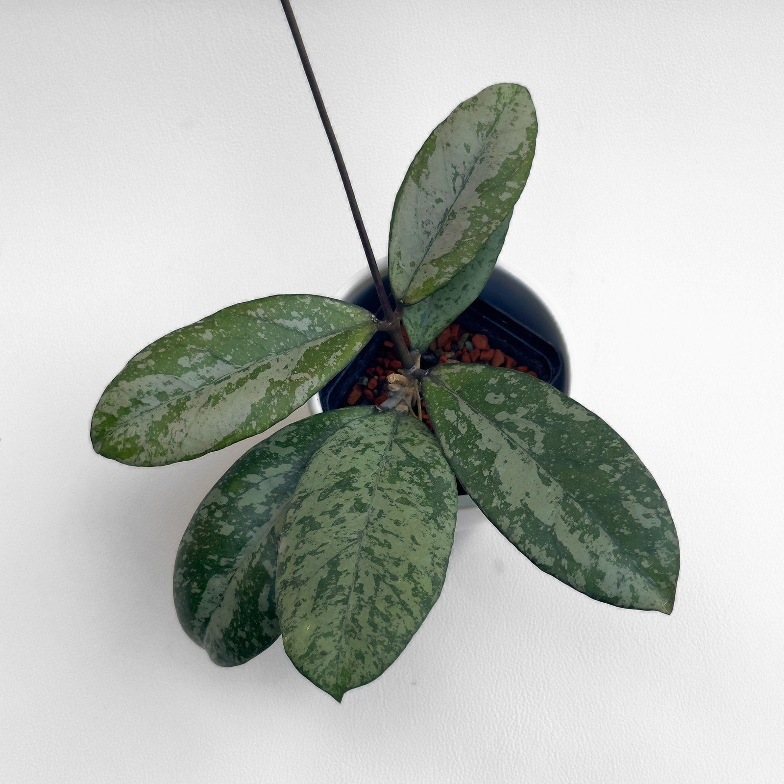 hoya meena 1 Hoya meena - ukoreninjena
