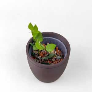 Hoya mini Mamasa ssp. longicorolla - ukoreninjena