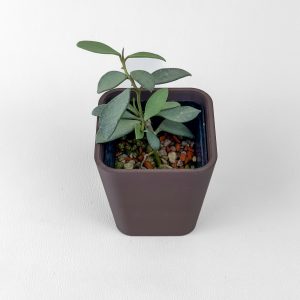 Hoya nummularioides (silver) - rooted