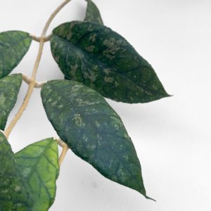 hoya previously vitellinoides 1 Hoya previously vitellinoides - potaknjenec