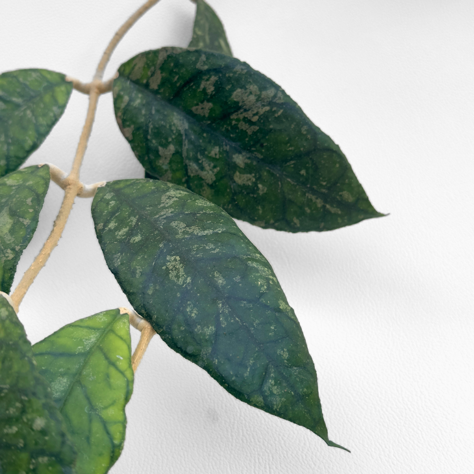 hoya previously vitellinoides 1 Hoya previously vitellinoides - potaknjenec