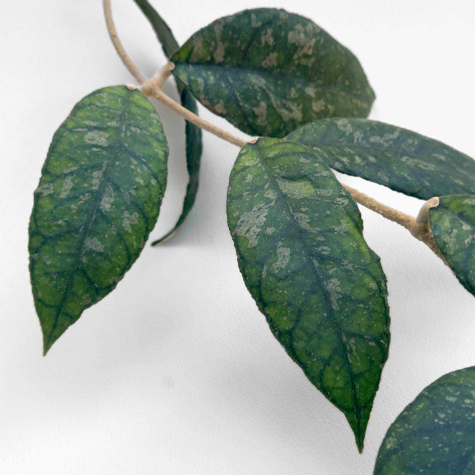hoya previously vitellinoides 2 Hoya previously vitellinoides - potaknjenec - slika 2