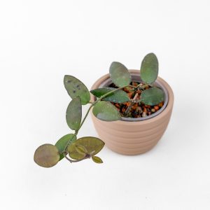 Hoya sigillatis (Alas River) - ukoreninjena