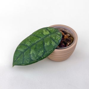 Hoya sp. Kalsel - ukoreninjena