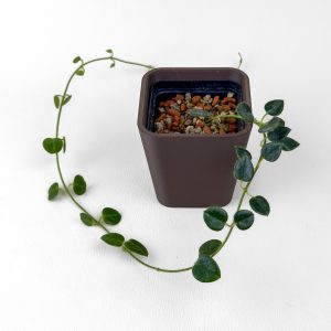 Hoya sp. Papua IM-01 - rooted