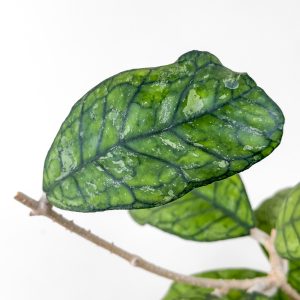 Hoya 'Surprise' - cutting