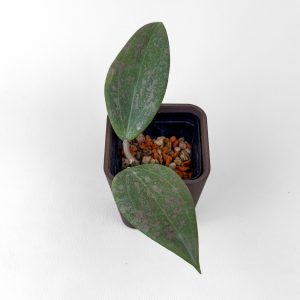 Hoya verticillata IML 1618 (ex. wibergiae) - ukoreninjena