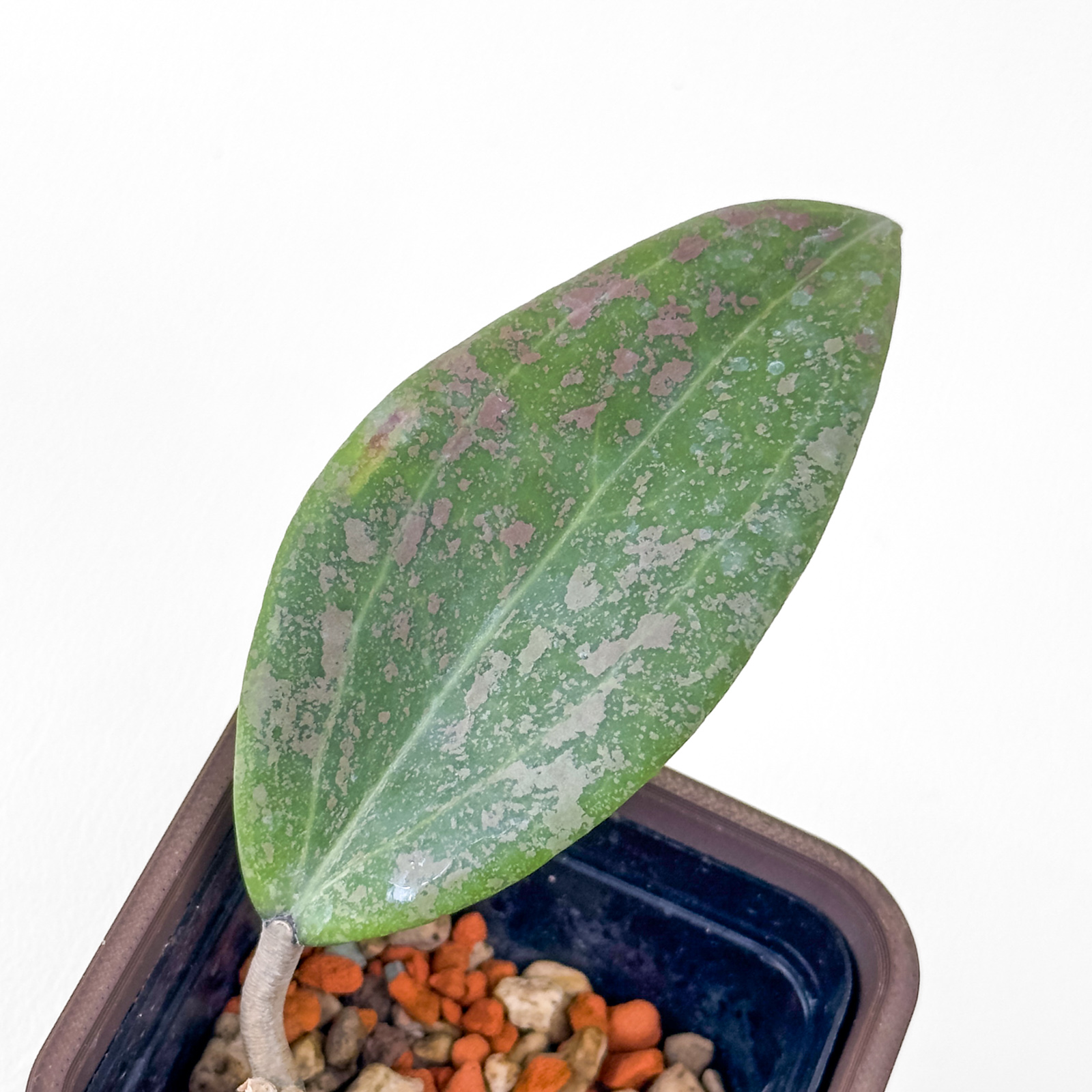 hoya verticillata iml 1618 wibergiae 2 Hoya verticillata IML 1618 (ex. wibergiae) - ukoreninjena - Image 2